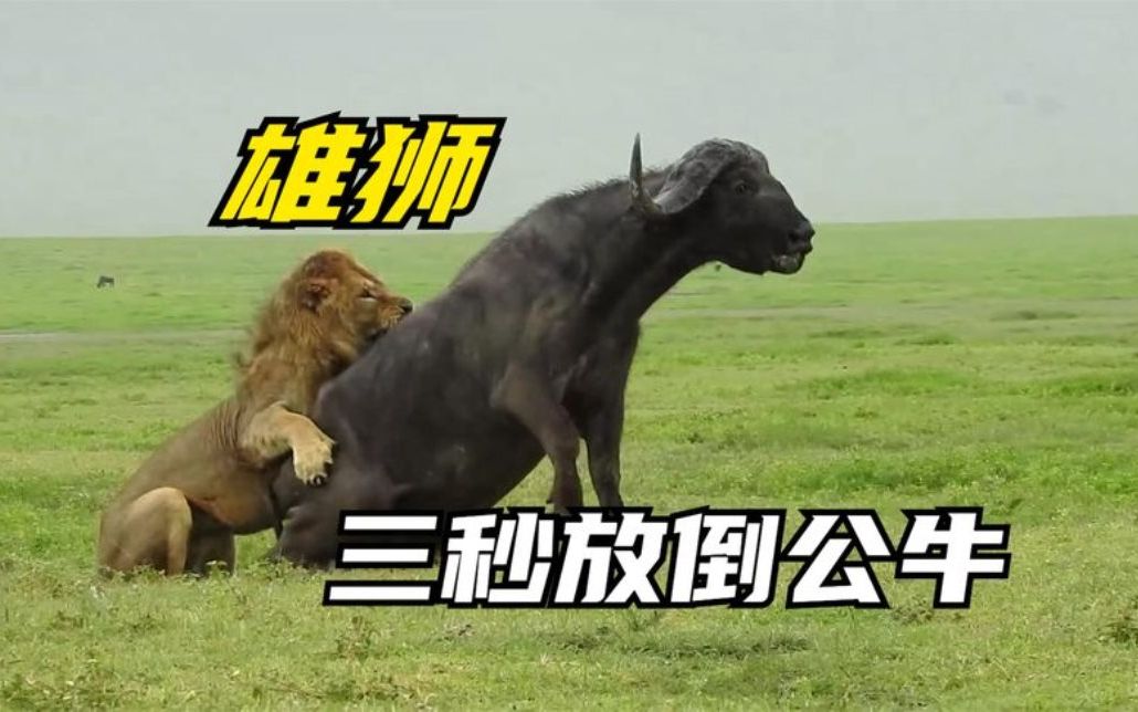 爱体育-公牛横扫雄狮，取得东部决赛资格